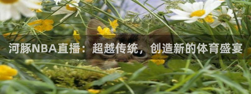 河豚NBA直播：超越传统，创造新的体育盛宴