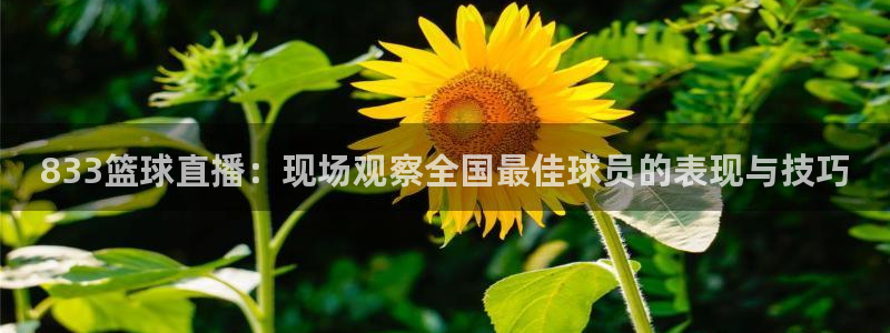 833篮球直播：现场观察全国最佳球员的表现与技巧